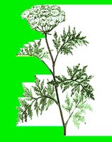 FL098.LBM