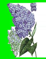 FL082.LBM