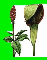 FL078.LBM