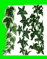 FL077.LBM