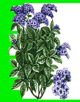 FL070.LBM