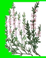 FL069.LBM