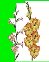 FL066.LBM