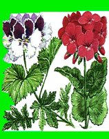 FL065.LBM