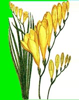 FL061.LBM