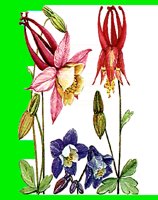 FL037.LBM
