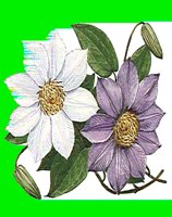 FL033.LBM
