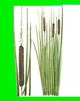 FL031.LBM
