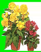 FL017.LBM