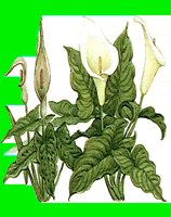 FL009.LBM