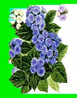 FL002.LBM