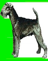 D077.LBM