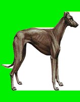 D063.LBM