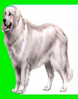 D062.LBM