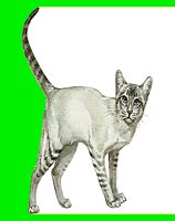 C06.LBM
