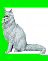 C03.LBM