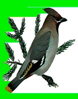 B132.LBM