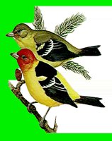 B125.LBM