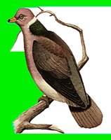 B098.LBM