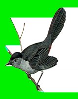 B027.LBM