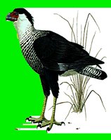 B025.LBM