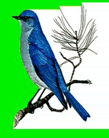 B015.LBM
