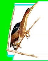B009.LBM