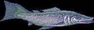 FISHICON.BRUSH.iff
