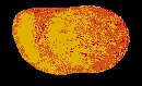 APRICOT.BRUSH.iff