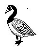 GOOSE.LBM