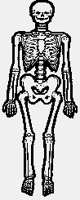 SKELETON2.iff