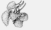 STRAWBERRIES.iff