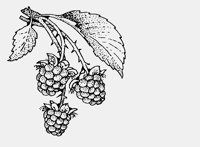 RASBERRIES.iff