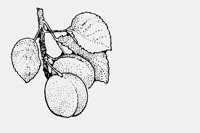 PLUMS.iff