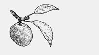 PLUM.iff