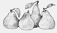 PEARS.iff