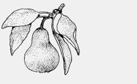 PEAR.iff