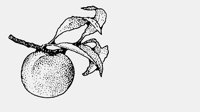 PEACH.iff