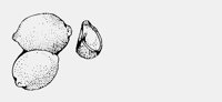 LEMONS.iff