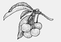CHERRIES.iff