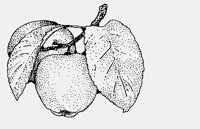 APPLES2.iff