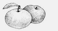 APPLES.iff
