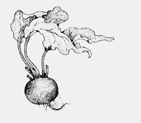 TURNIP?.iff