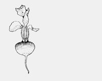 TURNIP.iff