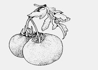 TOMATO.iff