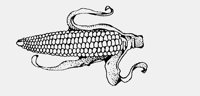 SWEETCORN.iff