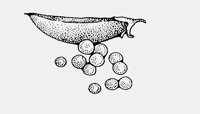 PEAS.iff