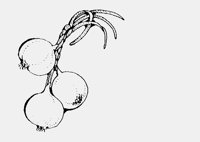 ONIONS.iff
