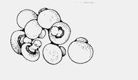 MUSHROOMS.iff