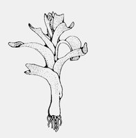 LEEK.iff